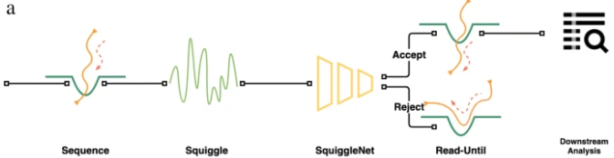 Genome Biology (@genomebiology) on Twitter photo SquiggleNet, from <a href="/baobaoyaobaobao/">Emily Bao</a>, <a href="/LabWelch/">Josh Welch</a> & co, a method for classifying Nanopore reads direct from their electrical signal. This is faster than basecalling + alignment, so allows realtime analysis on a laptop. It needs no reference database. genomebiology.biomedcentral.com/articles/10.11… SquiggleNet, from <a href="/baobaoyaobaobao/">Emily Bao</a>, <a href="/LabWelch/">Josh Welch</a> & co, a method for classifying Nanopore reads direct from their electrical signal. This is faster than basecalling + alignment, so allows realtime analysis on a laptop. It needs no reference database. genomebiology.biomedcentral.com/articles/10.11…