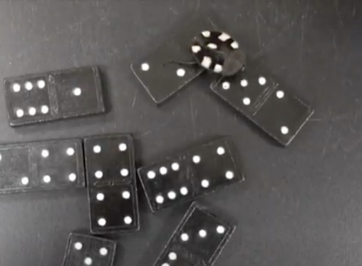 Watch out those dominos are moving! Check out our domino roaches in disguise. 
youtube.com/watch?v=TvMJ-_…