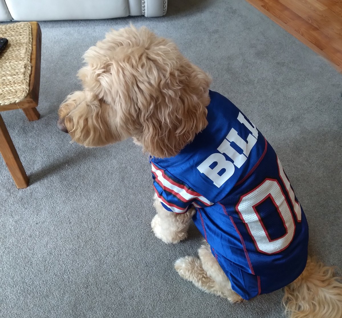 DoodleGoods's tweet photo. OFFICIAL NFL BILLS Dog Jersey! 🥰👍🐕‍🦺👇
Shop: https://t.co/u9fYUvmQwa

#Buffalo  #BillsMafia #Buffalo #BuffaloBills #letsgobuffalo #doglover #goldendoodle #doodlemom #labradoodles #JoshAllen https://t.co/Q7O8JYnbd1