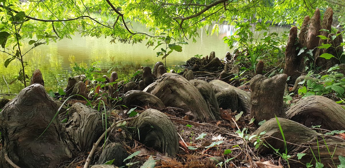 GursoyPh's tweet photo. The city of tree roots is coming soon to opensea nft @opensea #NFT #nftart https://t.co/9egt4LWueS