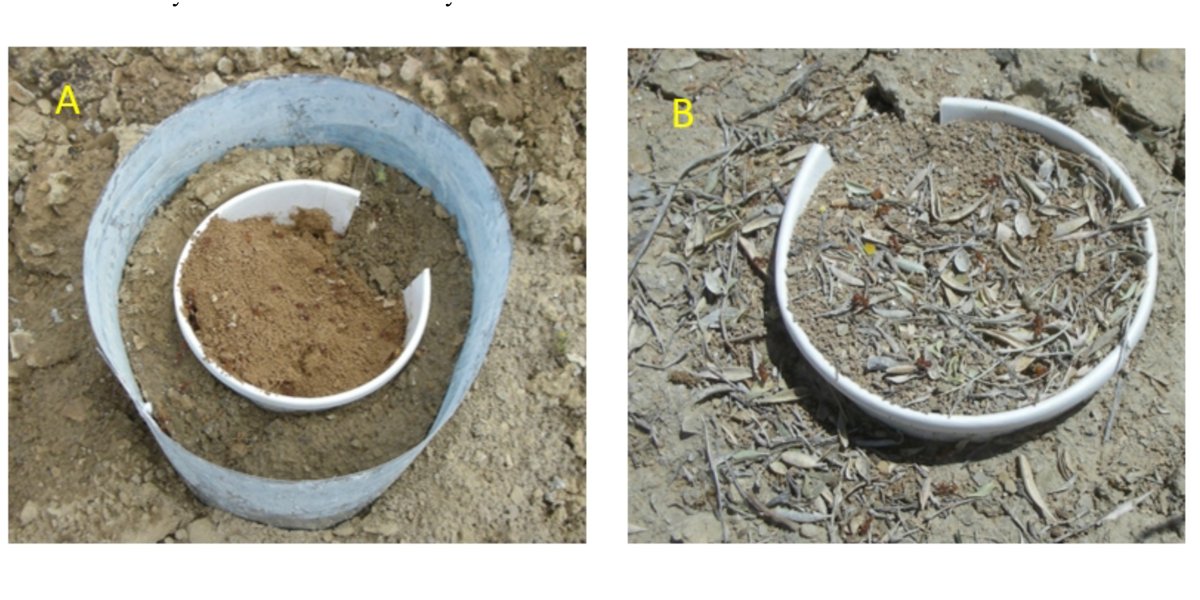 ESAEcology's tweet photo. New in @ESAEcology:

The benefits of being big and diverse: early colony survival in harvester ants

https://t.co/cUwgrw6zj2

With #OpenData in @datadryad

#Ants #MultipleMating #Pogonomyrmex #LifeHistory #NSFFunded 

@elekonich @IUSSI_nas @hormiga @TernestJ @DrAdrianSmith @NSF https://t.co/Awwo1y1kQC