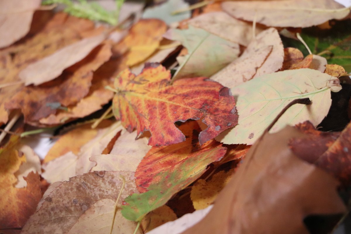Des coquilles d'œuf et des feuilles ? mais que peuvent bien faire les étudiants avec ?

Eggshells and leaves? but what can students do with it?

@EcoleLisaa

#workshop 
#LISAA
#LISAAworkshop2021