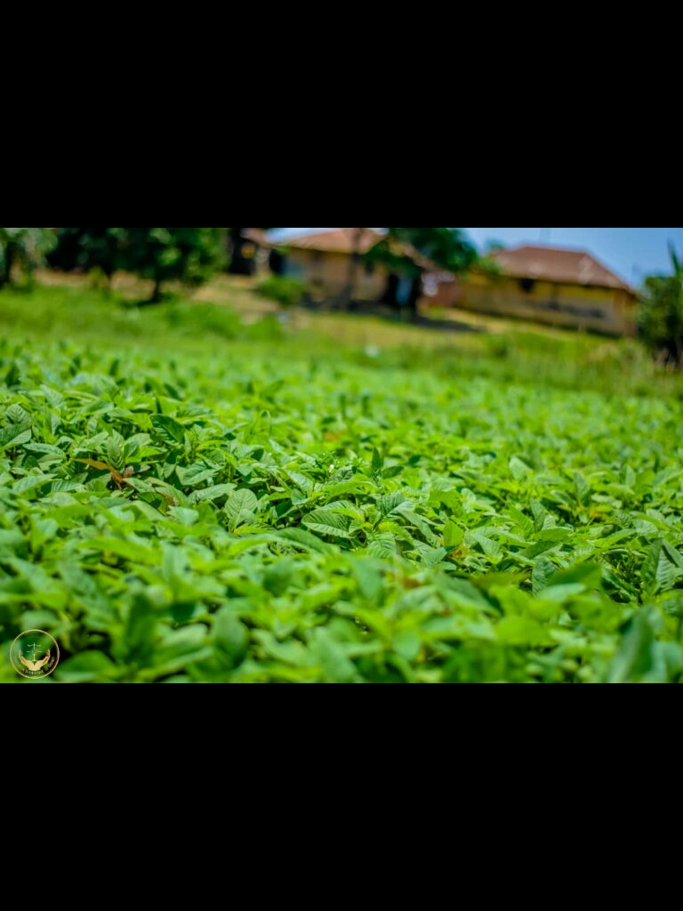 AssociationAsc's tweet photo. Les femmes résidant dans les milieux ruraux près de la rivière inkisi malgré le non accès à la terre pour les cultures vivrières s'efforcent à cultiver les légumes verts comme des choux lesquels constituent l'un des principaux repas de base dans la région. 

CongratFemmesRurales https://t.co/TMK2kEf48V