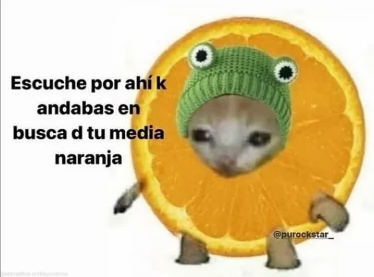 gatito_shitpost's tweet photo. https://t.co/3MhRcx5PBO