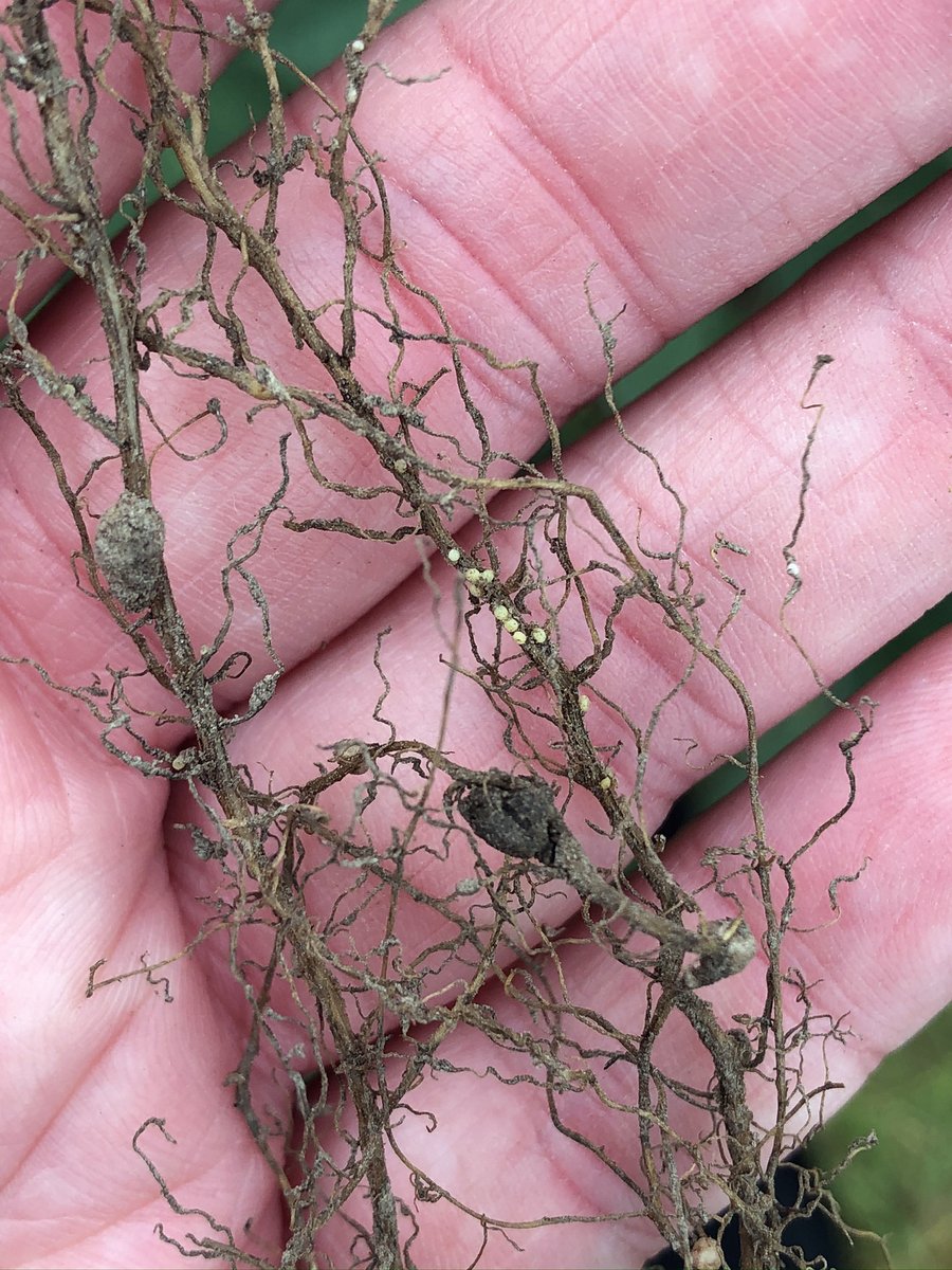 Have you harvested your soybeans this year? <a href="/MUExtension/">MU Extension</a>’s <a href="/kmbiss/">Kaitlyn Bissonnette</a> says the best time to test for soybean cyst nematode (SCN) is right after soybean harvest. SCN can account for more than $1.2 billion in crop loss each year. Learn more: extension.missouri.edu/news/test-for-…