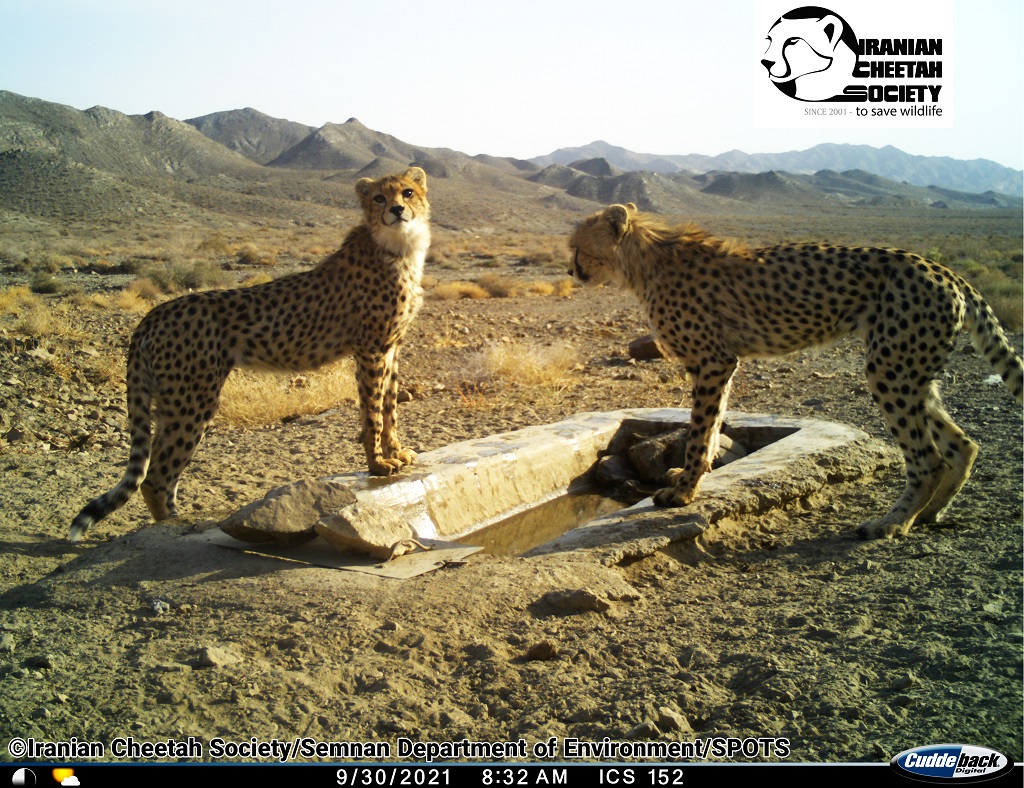 Iranian Cheetah Society | انجمن یوزپلنگ ایرانی tweet media