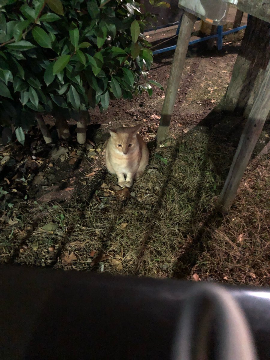 ずっと座ってる猫ちゃん居た