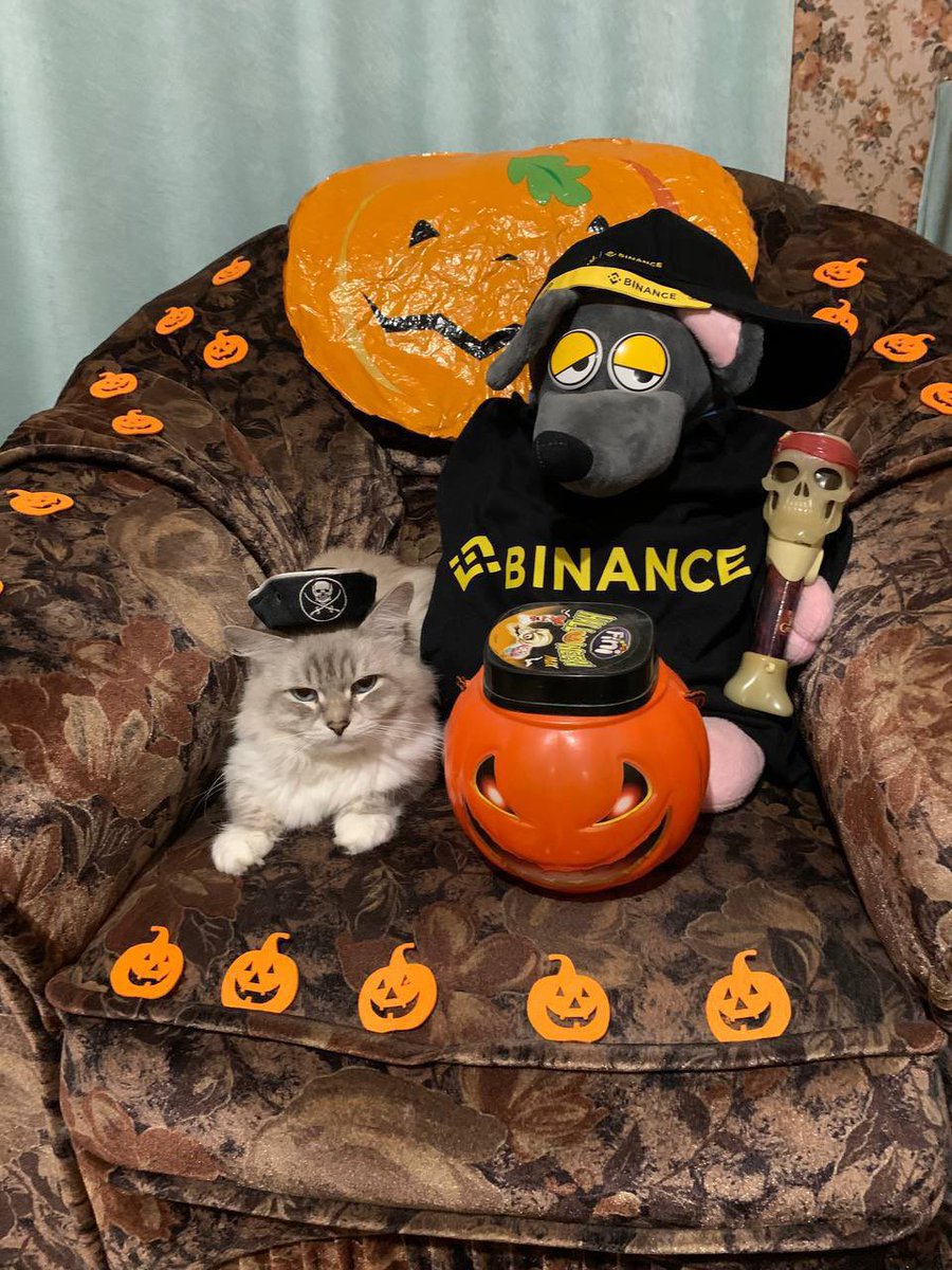 Lomidze1910's tweet photo. Hiks the cat is back! Trick or treat  #BOOnance https://t.co/nXMI8seLxY