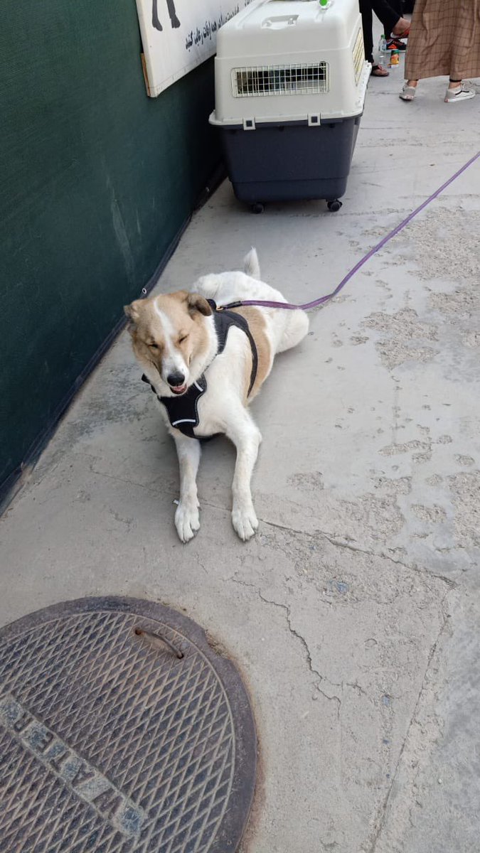 betterdays314's tweet photo. I want to make sure none of us forget #Dusty #FindDusty #HonorthePromise #NoPawsLeftBehind especially @StateDept @CDCgov @thejointstaff RT far and wide and letβs get her home!!!!!! #KSAR ππβΌοΈπβΌοΈππβΌοΈβΌοΈβΌοΈβΌοΈ https://t.co/pIGoEeB2Pd
