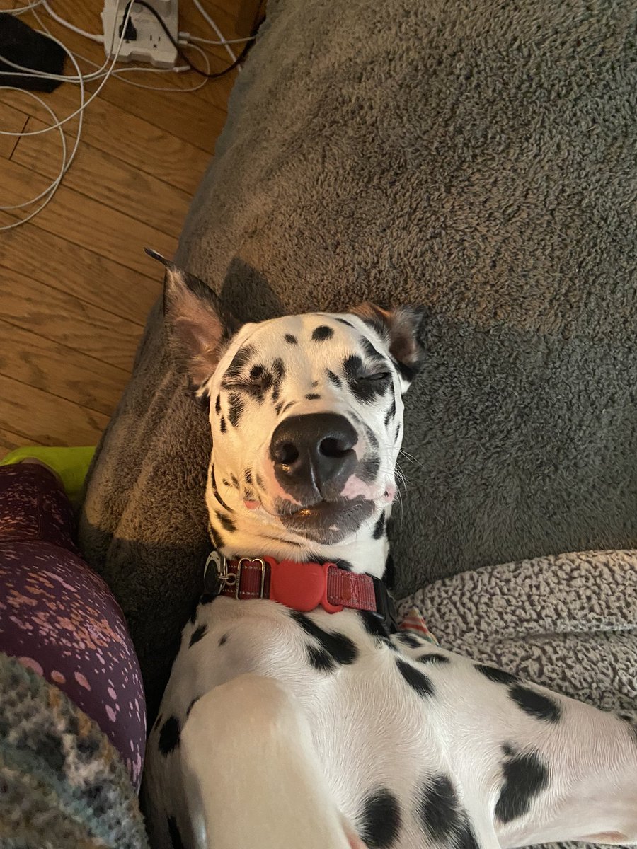 Jilly_Flynn's tweet photo. Lincoln loves a good belly rub ¯\_(ツ)_/¯ https://t.co/p0NHCN0OBP
