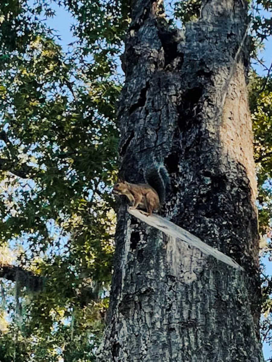 chichichico1's tweet photo. Se me olvidaba que  ya habíamos terminado  que nunca volverás que nunca me quisiste    Que solo yo te quise #alcorazón #dramatico #squirelmodel @Lightroom #willowbranchpark #riversidejax https://t.co/obEnA9aTgV