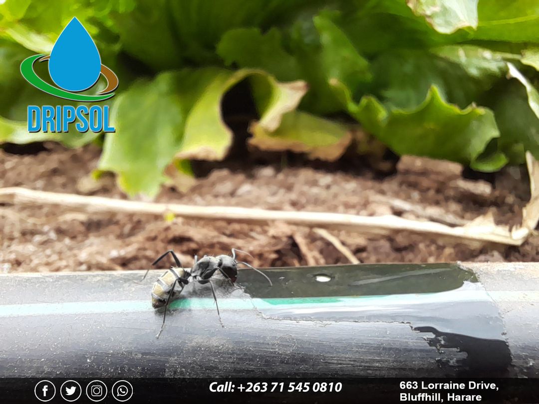dripsolutionzw's tweet photo. For sustainable farming call Drip Solutions!! 
The advantages of drip irrigation include:
Minimized fertilizer and nutrient loss. High water application efficiency!! 
#Dripsol
#sustainablefarming https://t.co/yyqln9TWdv