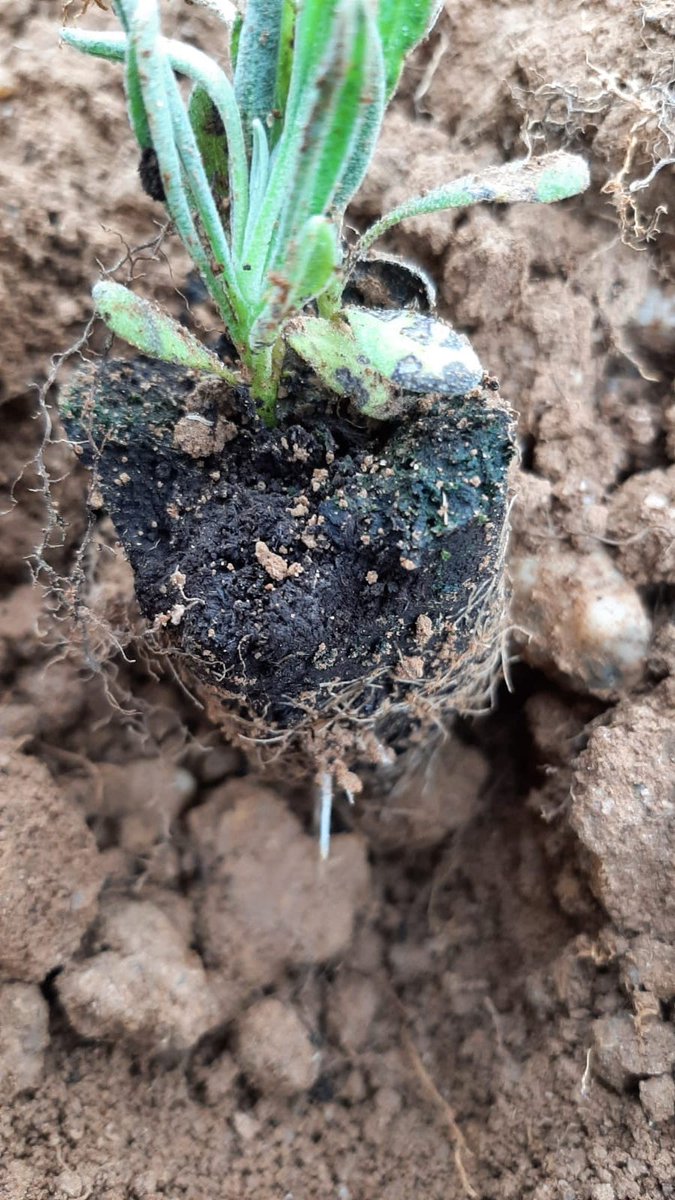 Nos jeunes pousses de Lavande sont très fragiles. 💚
Il était important de vérifier sur place que les radicelles qui permettent de nourrir la plante sortent correctement. 👀
👌 Tout va pour le mieux !!! 
#agriculture #cosmetiquesgreen #biodiversite #green