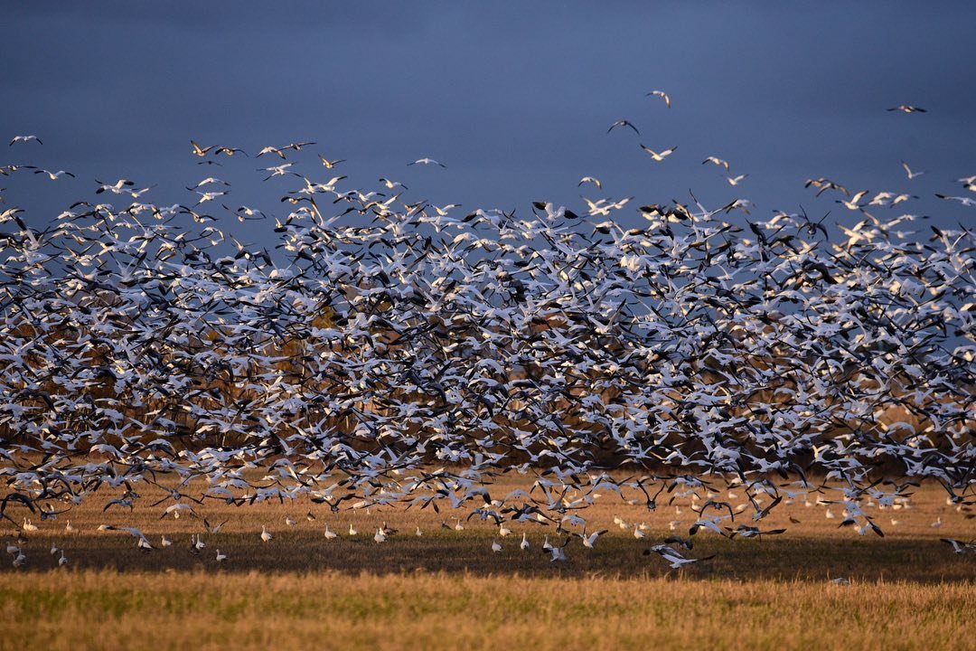 The frenzy has begun! In October Saskatchewan's skies truly come alive with thousands of birds all taking part in one of nature's great migrations. 📷 instagram.com/kanebackroads_… #ExploreSask #ExploreCanada