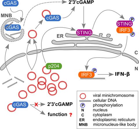FEBSJournal's tweet photo. Immune sensing of mouse polyomavirus DNA by p204 and cGAS DNA sensors
🔗https://t.co/ydTnmDR7pd
✒️By Sandra Huérfano and colleagues @BIOCEV_science
#cGASsensor #DNAimmunesensing #mousepolyomavirus #p204sensor #patternrecognitionreceptors https://t.co/63wPVH0wIN