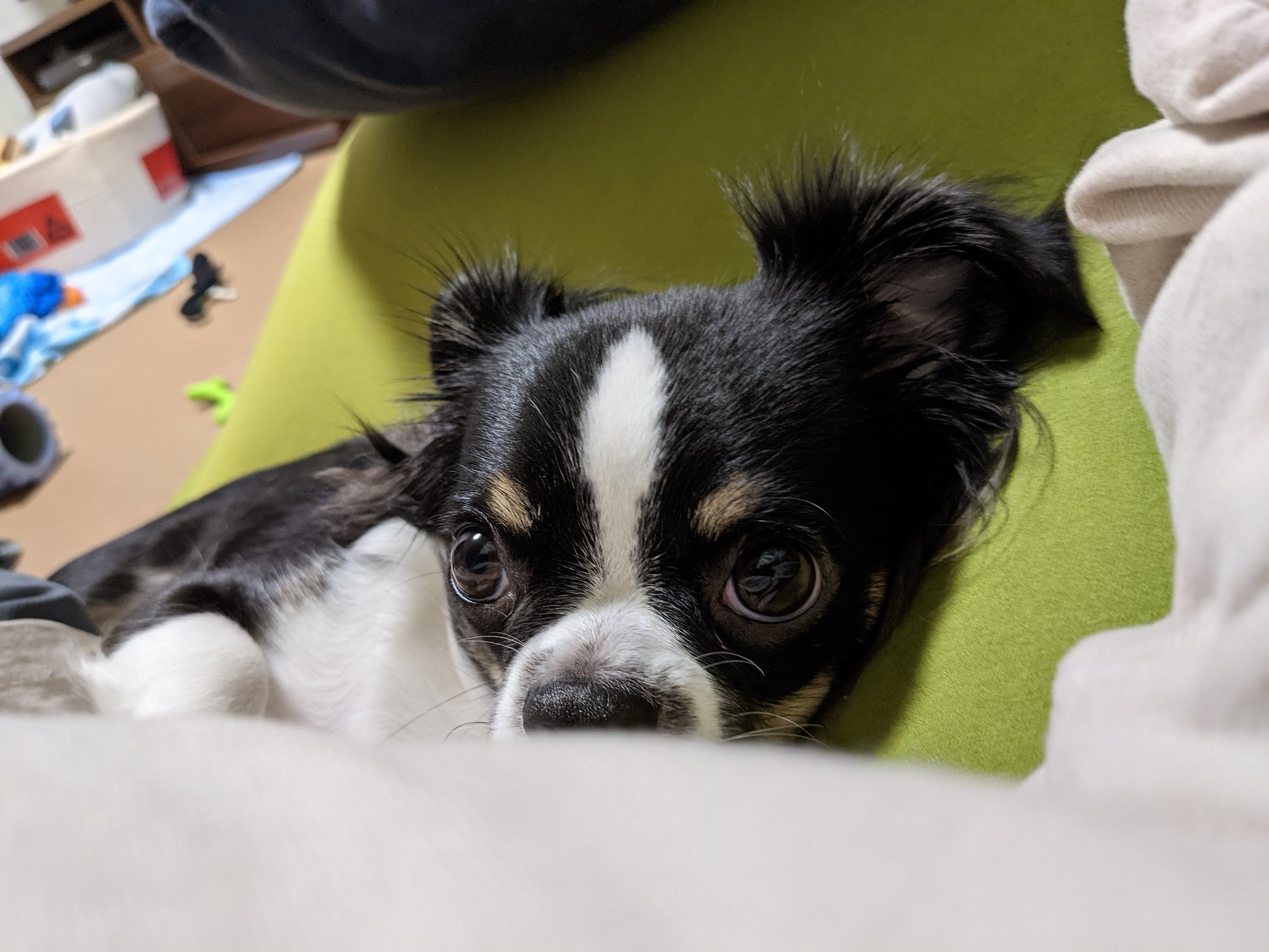 チワワのゴロー日記 Chiwawa Goro Twitter