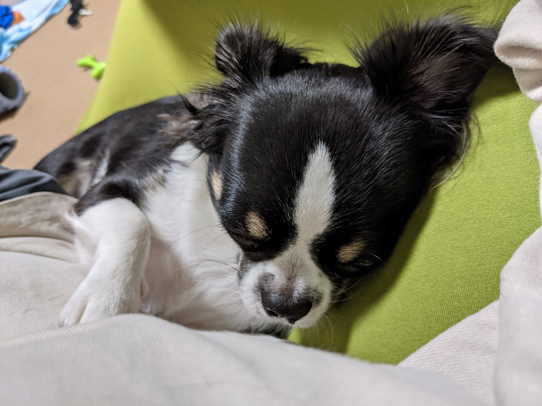 チワワのゴロー日記 Chiwawa Goro Twitter