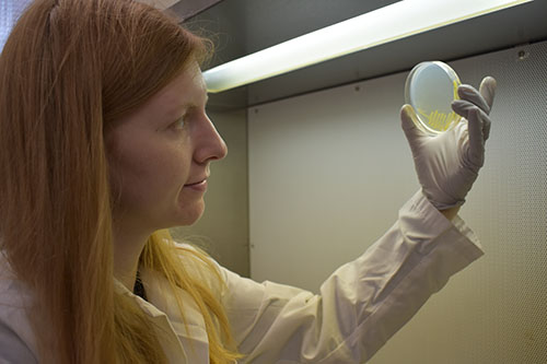 Phytopathology editor's pick: large-scale study of bacterial spot of #tomato illuminates the pathogen’s diversity throughout Florida during a production season.  apsjournals.apsnet.org/doi/10.1094/PH…