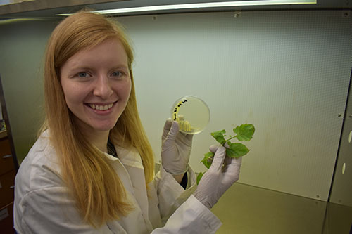 PhytopathologyJ's tweet photo. Phytopathology editor's pick: large-scale study of bacterial spot of #tomato illuminates the pathogen’s diversity throughout Florida during a production season.  https://t.co/FOHO2TnDu7 https://t.co/KSIxlkKx1L