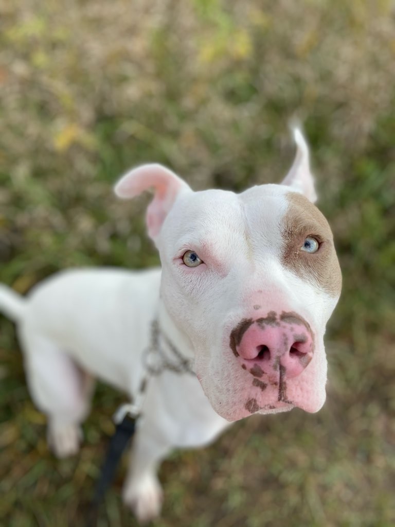 Complete K9 Inc. tweet media