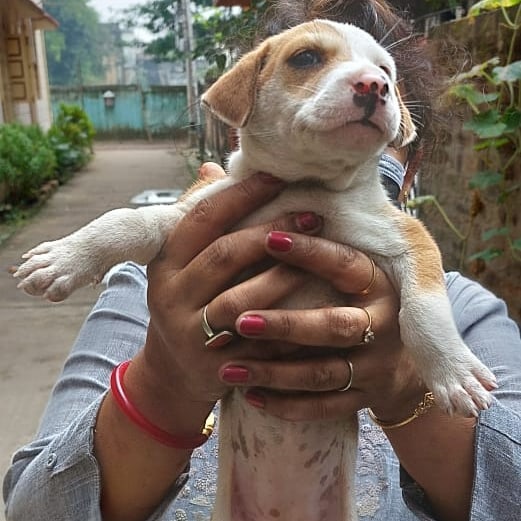 CholNgo's tweet photo. Adoption Alert
1 month 8 days 6 puppies ,1 month 8 days old Healthy Babies of a healthy mother |Location:uttarpara , near we care nursing home |Docs required:Andhar Card original plus Xerox |Contact 86974 62889
.
.
#adoptionalert #uttarpara #kolkata #bondhucholngo #adopt #dogs https://t.co/sLs0kaZAIu