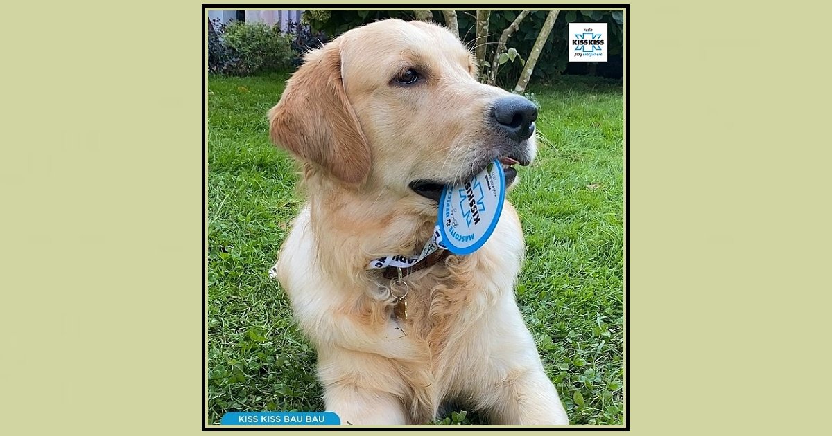 FmWorld_Italy's tweet photo. @radiokisskiss ha una nuova mascotte ufficiale: si chiama Buddy.

Si tratta di un Golden Retriever di 10 mesi, vincitore del contest "Kiss Kiss Bau Bau".

#radiokisskiss @#fmworld #radio https://t.co/9yAOLh4zJy