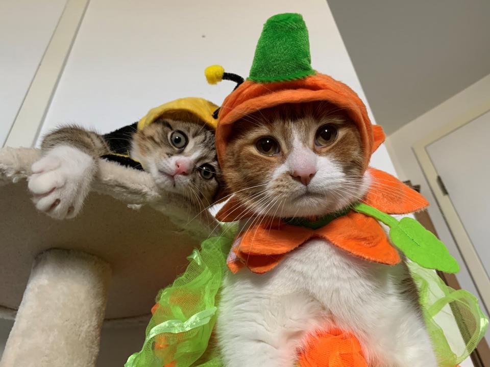 CHEO's tweet photo. We’re into the #Halloween spirit this week! Stay tuned for some hilarious pets dressed up in their Halloween best, courtesy of #CHEO staff!

Now if this pic of Olive &amp; Charlie doesn’t deserve to be turned into a Hallow-meme, we don’t know what does! @THEryanlindsay @QCHOttawa https://t.co/D1pTtQVsDb