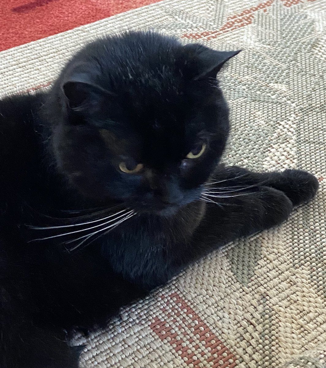 It’s #NationalBlackCats Day. Mom, does this mean I get extra treats? 💛 It’s also #whiskerswednesday so make that a double order. #SuperSeniorCatsClub