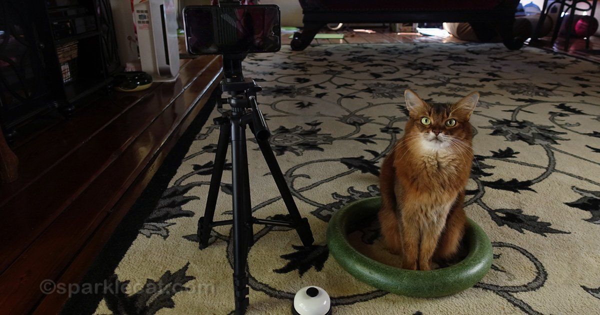 sparklecat's tweet photo. I had a really fun Zoom audition yesterday! You can find out about what I did (and how I did) in today’s blog post below: https://t.co/Jw7g2ncoJW #catsoftwitter #workingcat #catactor https://t.co/1fIDZ55NJw