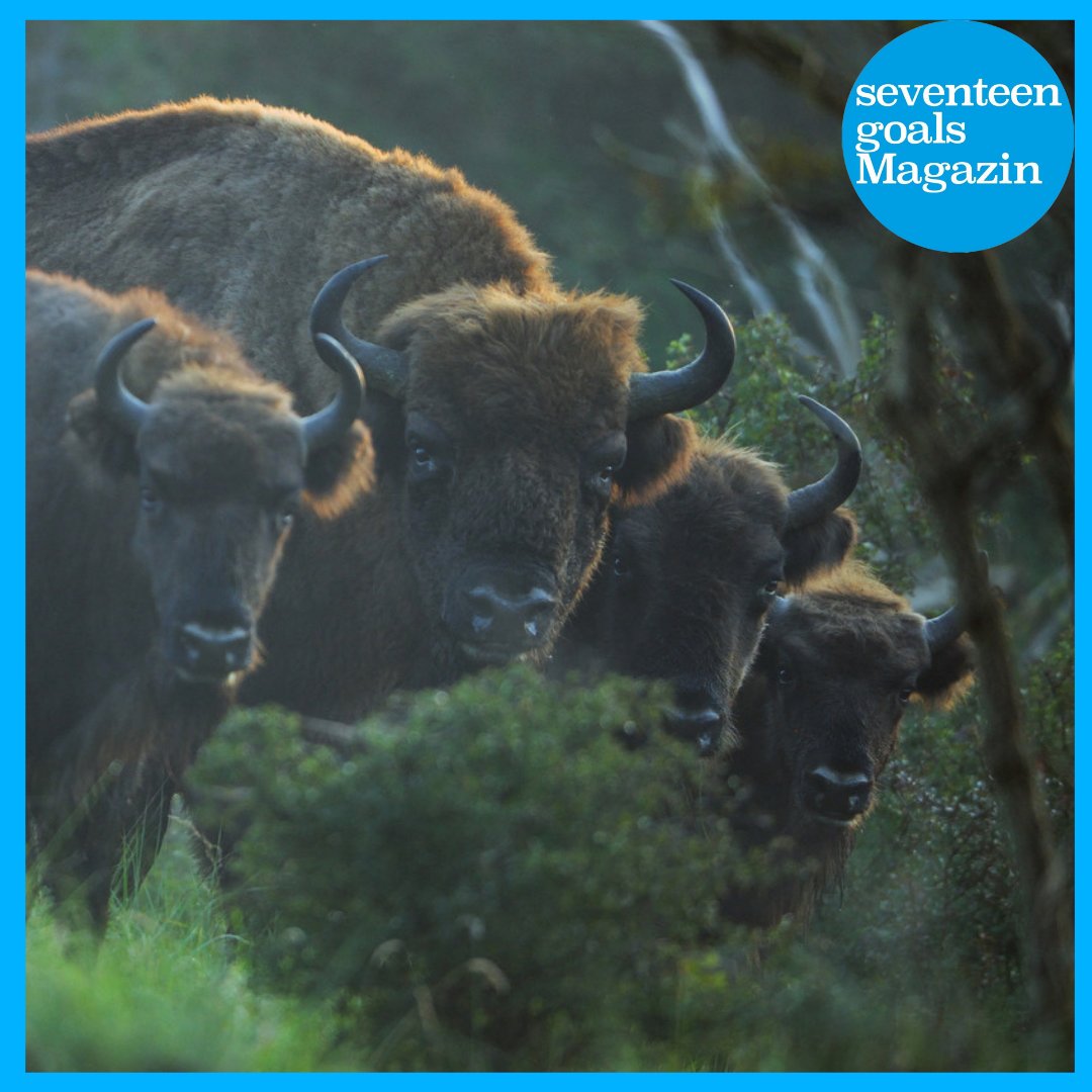 Seventeen Goals Magazin tweet media