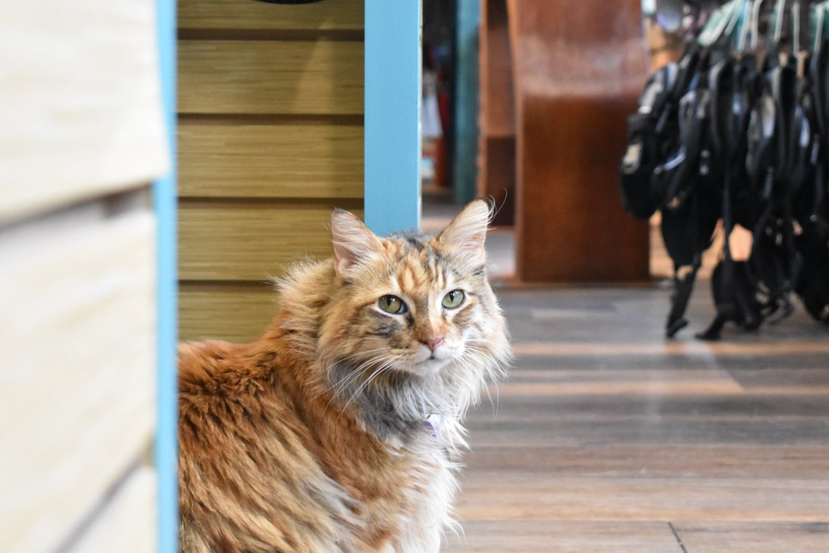 KC's Snarkiest Cat (@SnarkyStoreCat) / Posts / X