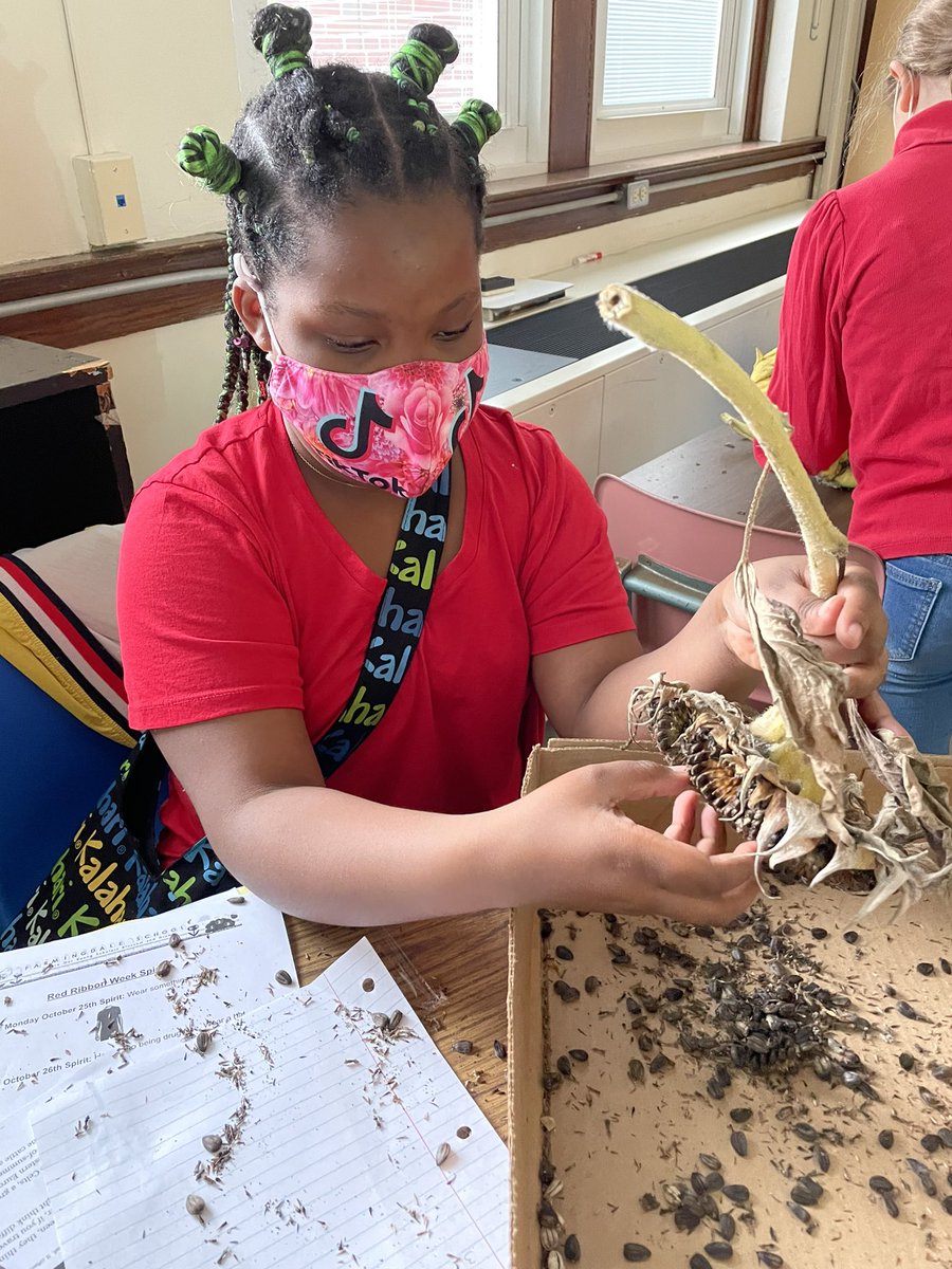 MrBonito5's tweet photo. Harvesting sunflower seeds from our garden for replanting (and eating)! @FSDVikings https://t.co/1QpGEKWtsS