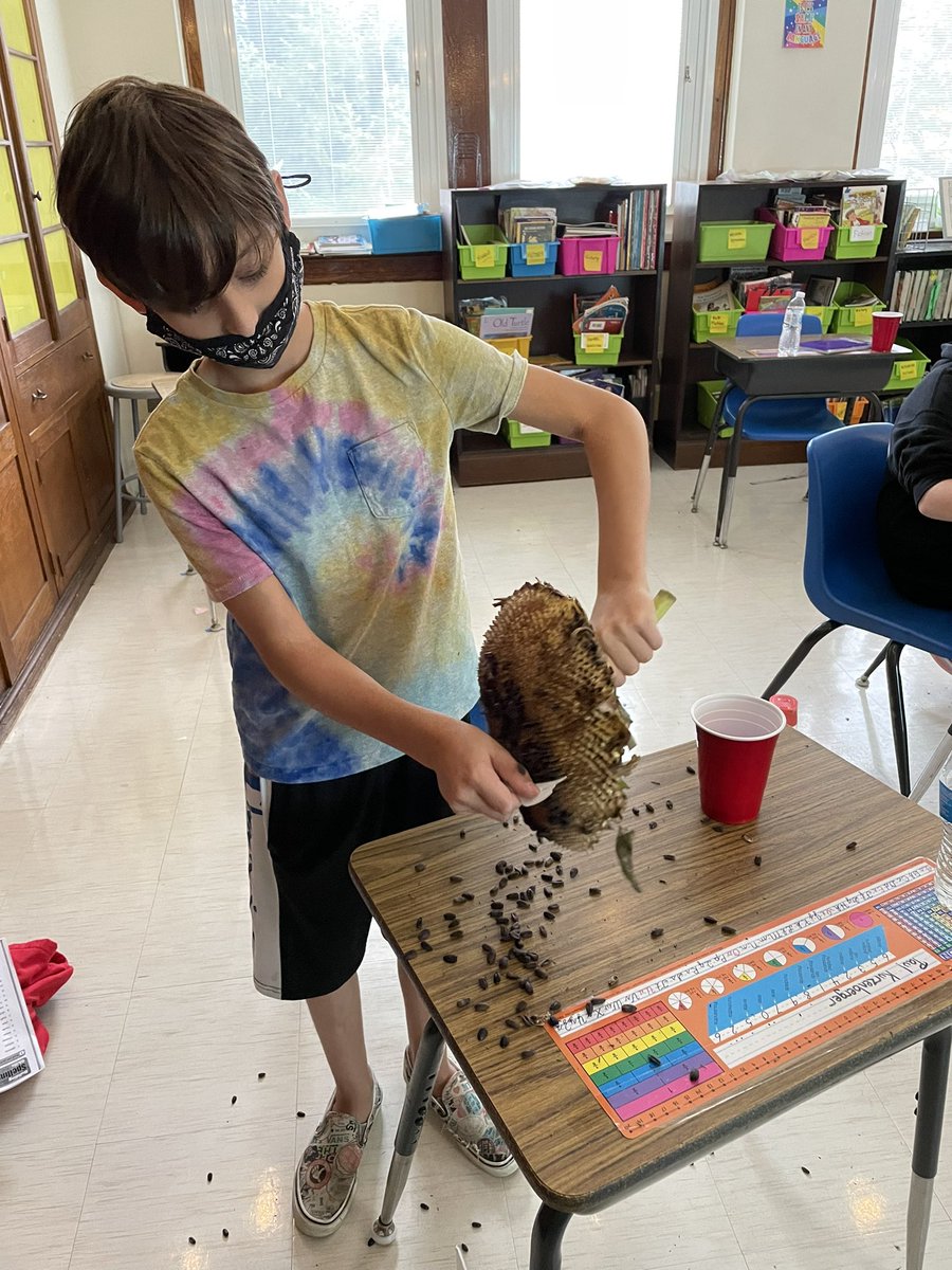 MrBonito5's tweet photo. Harvesting sunflower seeds from our garden for replanting (and eating)! @FSDVikings https://t.co/1QpGEKWtsS