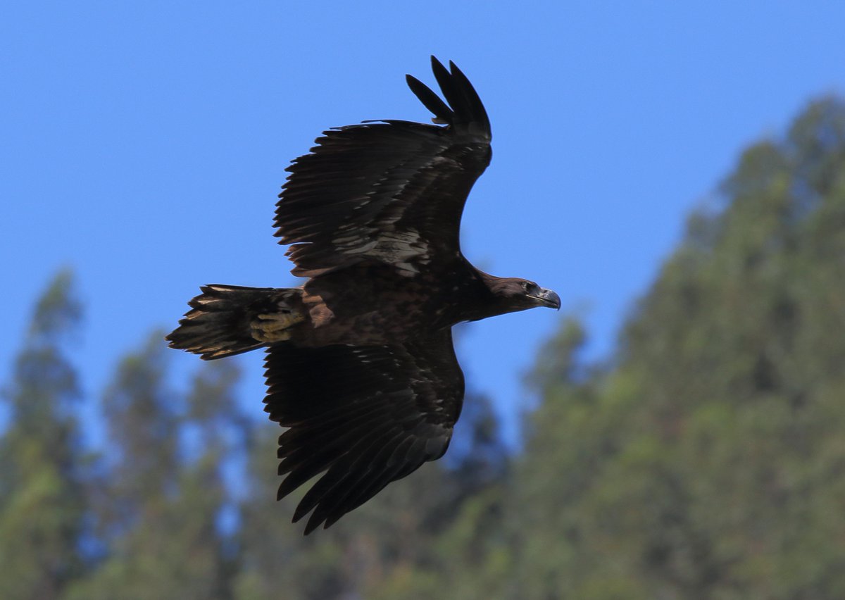 GREFA_Fauna's tweet photo. Siete pigargos europeos sobrevuelan ya los cielos cantábricos tras su liberación en #Asturias. En la imagen, uno de estos ejemplares, en pleno vuelo https://t.co/TNbeAM440g Foto: Ilja Alexander Schroeder. https://t.co/mPym30Vh1a