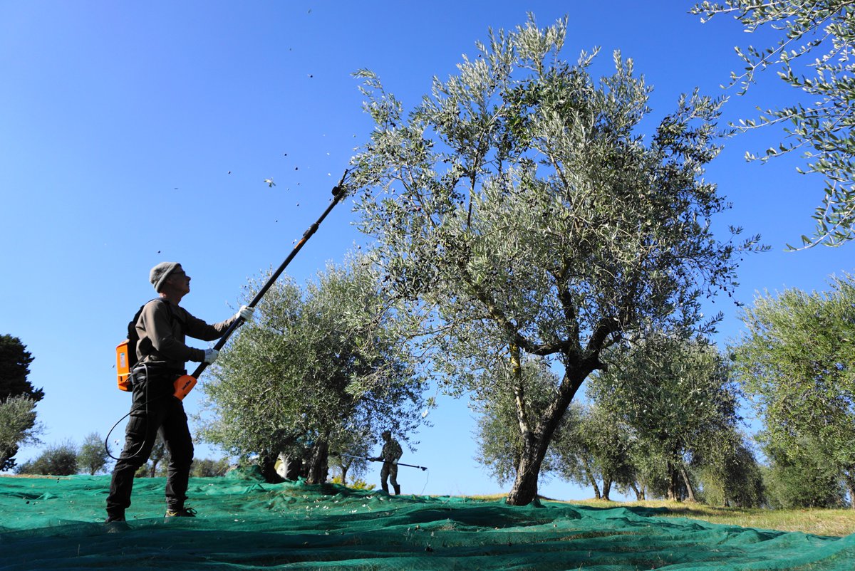 LornanoChianti's tweet photo. Picking olives today!
#lornanochianticlassico #lornano #lornanoathome #oliveoil #harvest2021 #olivetrees #olive2021 #chianti #chiantishire #tuscany https://t.co/vBbFKHZWcU