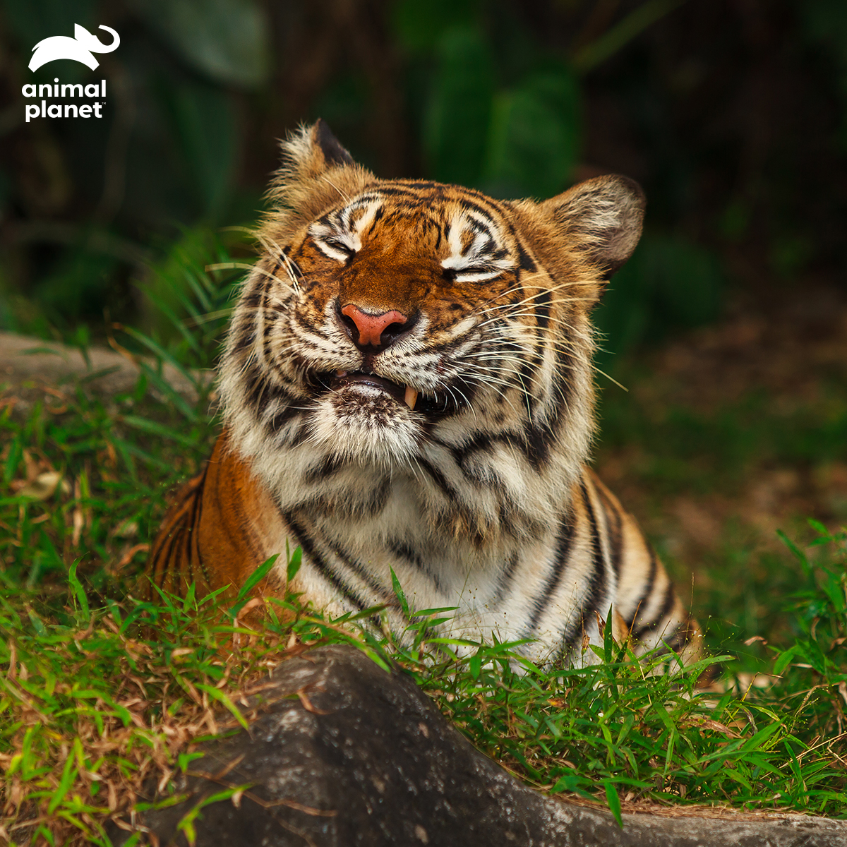 AnimalPlanetIn's tweet photo. Tigers are in fact perfectly camouflaged to deer, boars, and other prey which are commonly red-green blind.
#TigerTrivia https://t.co/VDYK6YE0mx