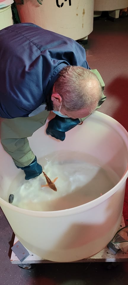 The first experiment as part of my PhD has officially started yesterday. One smooth morning chasing fish with one of my supervisor, Denis Chabot, preceded by weeks of hard work to get everything ready in time. 
@UQAR <a href="/Lavabio1/">Lavabio</a> @FishSciBot #WomenInSTEM @Pyro_Science <a href="/PhdExhausted/">Not so Exhausted Anymore, Ph.D.</a>