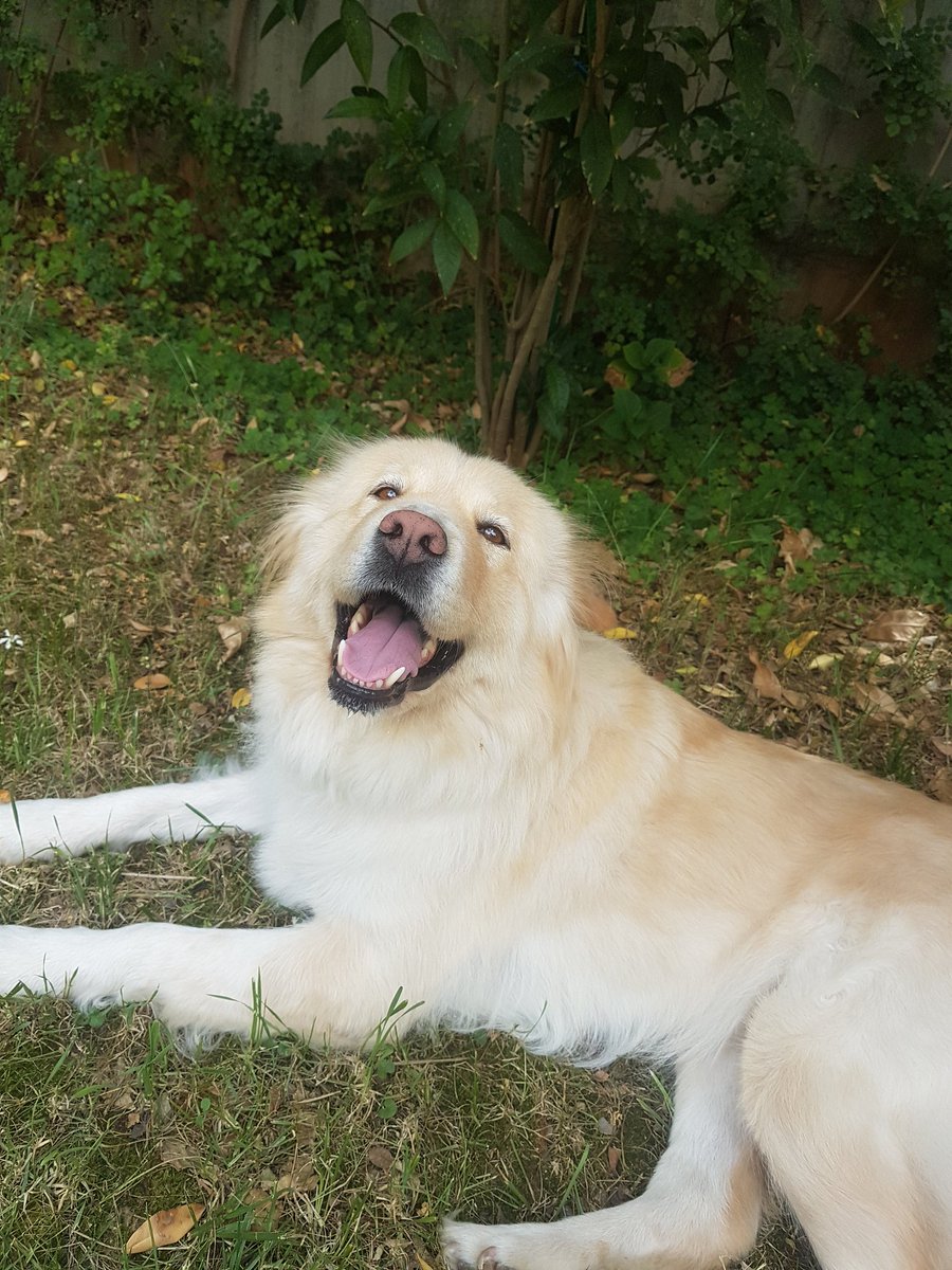 AmirAvocado's tweet photo. Another reason to hate Lebanon. We are looking for a new home for Vivi. Unfortunately me and all my siblings work and now with Uni and a second Job starting no one is capable of taking care if Vivi. We just want a comfortable home for her, I'm willing to pay for food. Retweet plz https://t.co/sKK0wTNxvR