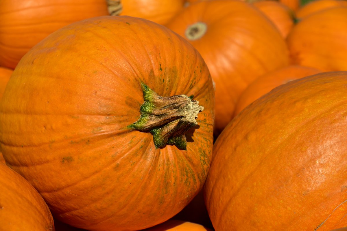 Tomorrow from 2pm, join us with your little ones and carve your own pumpkin lantern! #free #halfterm #locksbottom #pumpkinlantern