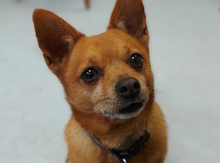 AdoptionsUk's tweet photo. Please retweet to help Alfie find a home #Bath #UK 

#Pomeranian aged 8, OVERLOOKED. He's looking for an experienced adult home as the only pet. He's housetrained and will need to build his confidence 
https://t.co/oVmHhw0n24
#pets  #dogs  
@BathCDH https://t.co/nVN5Wxcszr