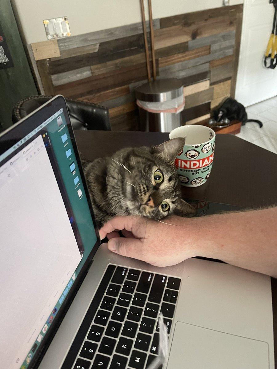 HarmonyUsInc's tweet photo. @dmarsden49 @DrNurseGuy #shoggath says your warrior feline is so smart to use you as a tool to appear more fierce and bigger. #KeepHumansHome #PetCabal https://t.co/N7wNuk7J1e