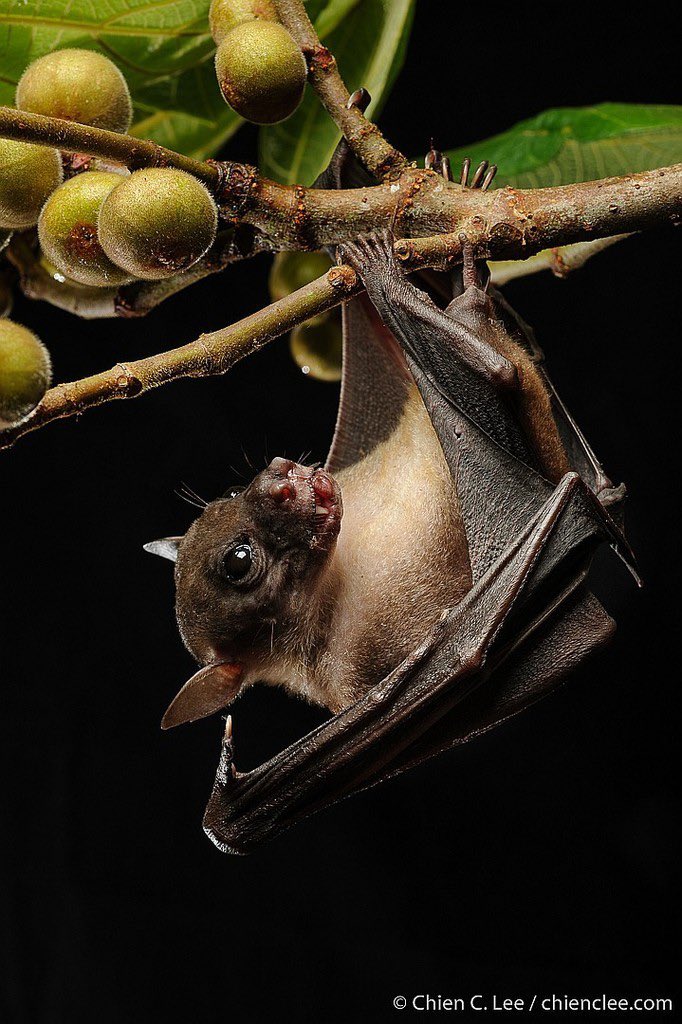 Give Bats A Break tweet media