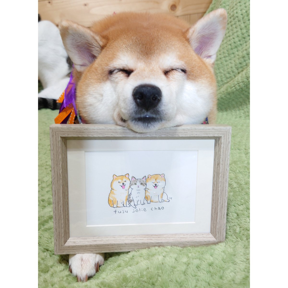 mon_naichan's tweet photo. イラストオーダーしてたの届いた🐶✨かわいすぎる❤#柴犬 #shibainu #柴犬ちゃお #chemon #crefarm https://t.co/YKVUAOJWYh