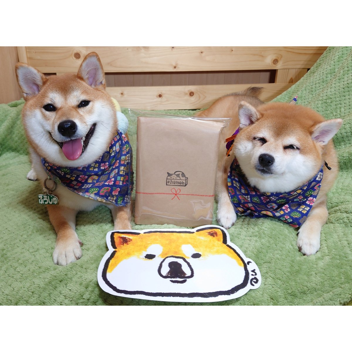 mon_naichan's tweet photo. イラストオーダーしてたの届いた🐶✨かわいすぎる❤#柴犬 #shibainu #柴犬ちゃお #chemon #crefarm https://t.co/YKVUAOJWYh