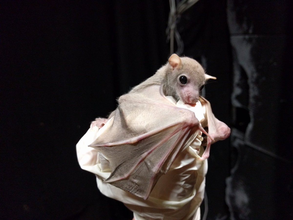 YovelBatLab's tweet image. Our new paper in @royalsociety is out!

In it, we report on the hearing, echolocation, and beam steering from day 0 in tongue-clicking bats.

Great work and photo by Grace Smarsh.

Check it out: royalsocietypublishing.org/doi/10.1098/rs…

#bats #echolocation #behaviour #Rousettus