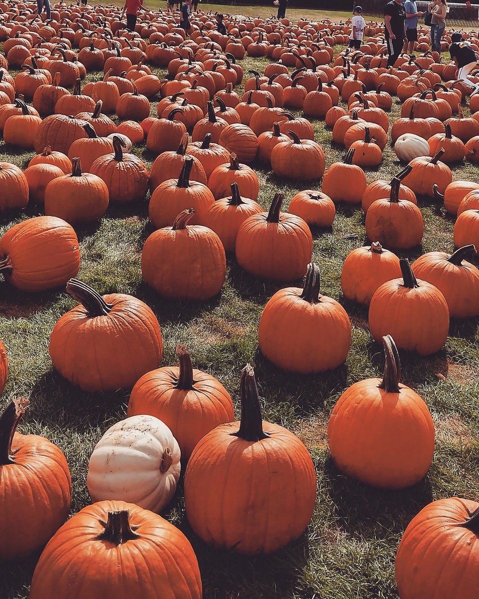 neversleeps29's tweet photo. Halloween in 4 days 🎃 https://t.co/rIsMGndx0y