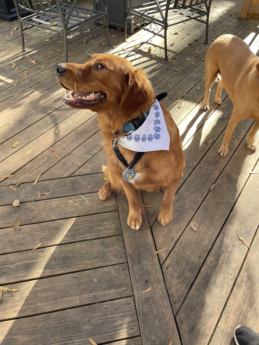 And we're done🎉! Hoomom said that I did pretty good for a 10 month old puppy that isn't on a leash much, so I was able to get my medal and 2 treatos🦮! I think that I'll spend the rest of the day snoozing, that was hard work! - Guy
#dogslife #MuttStrut