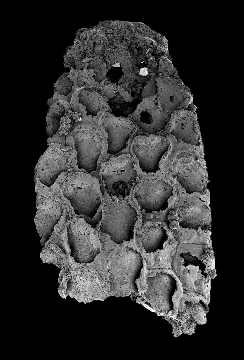 BryozoanNhm's tweet photo. Introducing Protomelission, the first bryozoan from the Cambrian fossil record. Bryozoans must now relinquish their claim to be the only phylum rich in fossils but lacking in the Cambrian. Represented by specimens from Australia and China with phosphatised cuticles. https://t.co/KqxHFij67s