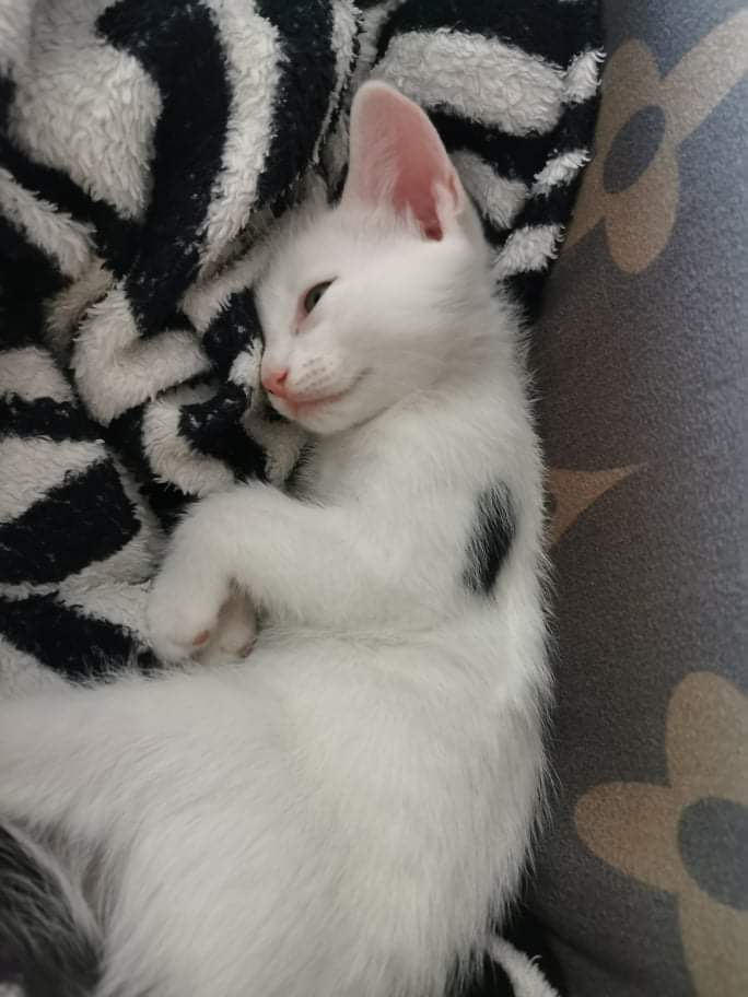 Michael's Cat tweet media