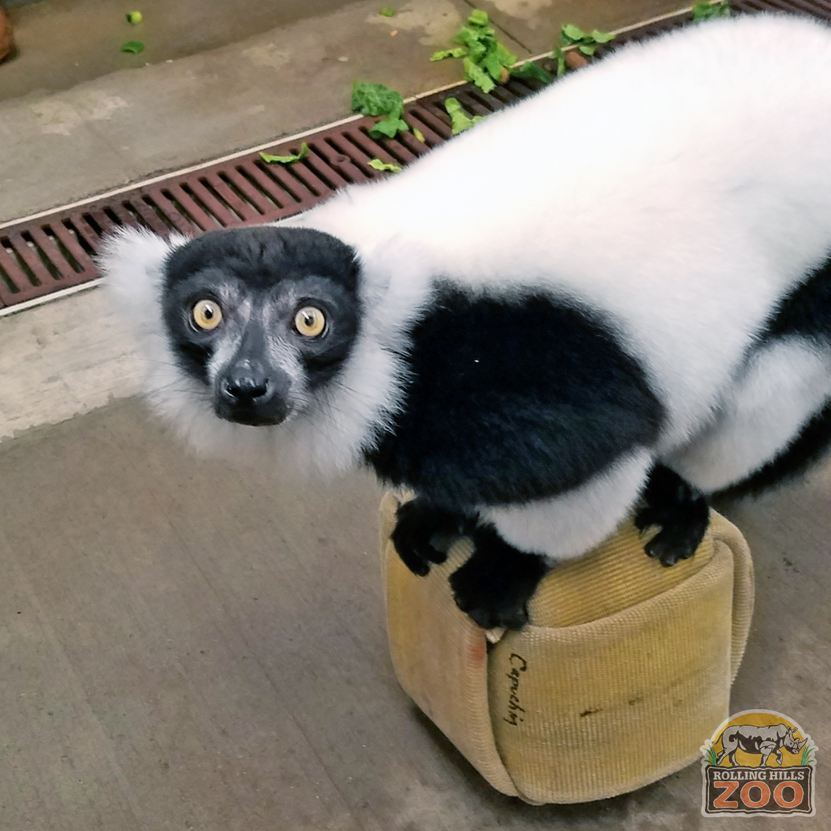 RHZoo's tweet photo. Meet Corzetti, 1 of RHZ's ruffed lemurs. Born 5/17/13 at Sacramento Zoo, he came to RHZ in 2019, where he met his sister, Sriracha, for the 1st time! Corzetti hangs close to his Keepers & is the 1st to greet them on the island. #RollingHillsZoo #WorldLemurWeek #WorldLemurDay https://t.co/yGi9FXoix9